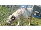 Adopt Spike 23D-0117 a Pit Bull Terrier