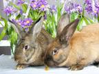Adopt Alex & Lily a Bunny Rabbit