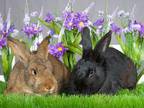 Adopt Brendan & Mattias a Bunny Rabbit