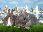 Adopt Set & Subset a Bunny Rabbit