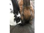 Adopt Buddy and Zoe a Bunny Rabbit