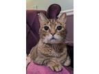 Adopt Trym a Domestic Short Hair