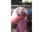 Adopt 2 BOYS: BLUEBERRY and BROWNIE a Rat