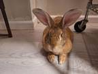 Adopt Squiggles a Flemish Giant, New Zealand