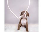 Adopt Phoenix a Pit Bull Terrier