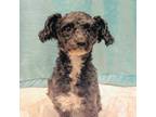 Adopt Marcel a Schnoodle