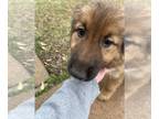 German Shepherd Dog-Goberian Mix PUPPY FOR SALE ADN-771509 - Puppy
