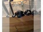 German Shepherd Dog-German Shorthaired Pointer Mix PUPPY FOR SALE ADN-771450 -