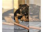 German Shepherd Dog PUPPY FOR SALE ADN-771400 - German shepherd puppies for sale
