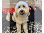 Goldendoodle PUPPY FOR SALE ADN-771286 - 1 year old sweet female Goldendoodle