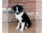 Australian Shepherd PUPPY FOR SALE ADN-771237 - Australian Shepherd Puppies