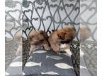Pekingese PUPPY FOR SALE ADN-771232 - Pekingese Pups