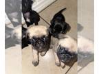 Pug PUPPY FOR SALE ADN-771225 - Pug puppies for sale