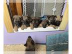 German Shepherd Dog PUPPY FOR SALE ADN-771184 - Litter of 9 GSDs