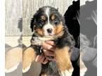Bernese Mountain Dog PUPPY FOR SALE ADN-771088 - Beautiful AKC Bernese Pups