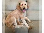 Goldendoodle PUPPY FOR SALE ADN-771021 - Sweet Lady