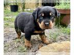 Rottweiler PUPPY FOR SALE ADN-770970 - Rottweiler puppy