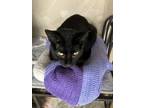 Adopt Cash a Domestic Short Hair