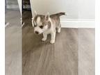 Siberian Husky PUPPY FOR SALE ADN-770872 - Husky Puppies for Sale
