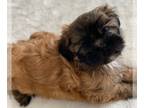 Shih-Poo PUPPY FOR SALE ADN-770728 - Beautiful 9 week female