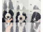 F2 Aussiedoodle PUPPY FOR SALE ADN-770720 - FI Aussiedoodle puppy