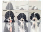 F2 Aussiedoodle PUPPY FOR SALE ADN-770717 - Aussiedoodle F1 puppy