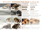 Dachshund PUPPY FOR SALE ADN-770655 - Mini Dachshund pups