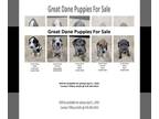 Great Dane PUPPY FOR SALE ADN-770652 - Great Dane Puppies