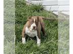 American Bully PUPPY FOR SALE ADN-770639 - XL American Bully Puppy