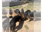 German Shepherd Dog PUPPY FOR SALE ADN-770626 - German shephard puppies