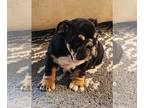 English Bulldog PUPPY FOR SALE ADN-770579 - Englishbulldogs