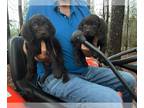 Boykin Spaniel PUPPY FOR SALE ADN-770578 - Boykin spaniel