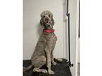 Adopt Lucky a Standard Poodle