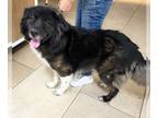Newfoundland DOG FOR ADOPTION ADN-771652 - Big Boy Bernie
