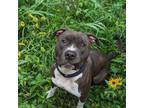 Adopt Obi (2024) a Pit Bull Terrier, American Staffordshire Terrier