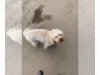 Poodle (Miniature) DOG FOR ADOPTION ADN-770704 - Mini poodle looking for new