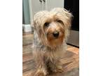 Adopt Ash a Silky Terrier