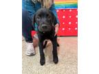 Adopt Pancho a Black Labrador Retriever