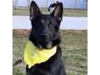 Adopt AXEL - Paws Behind Bars Trained a German Shepherd Dog