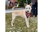 Adopt KEVIN - Paws Behind Bars Trained a Husky