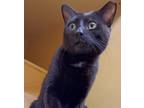 Adopt Budha a American Shorthair