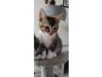 Adopt Besiie's Kermit a Abyssinian