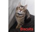 Adopt Biscuits a Domestic Short Hair