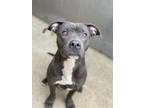 Adopt Everglades a Pit Bull Terrier