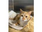 Adopt Frankie a Domestic Short Hair