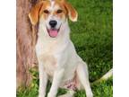 Adopt Clifford 24-03-095 a Great Pyrenees, Coonhound