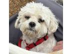 Adopt Houseboat Henry a Poodle