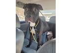 Adopt Dempsey a Pit Bull Terrier