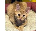 Adopt Bennie a Domestic Short Hair