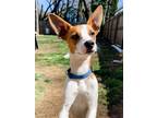 Adopt Little Percy a Jack Russell Terrier